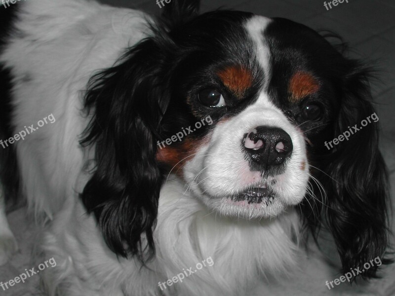 Dog Cavalier King Charles Spaniel Canine