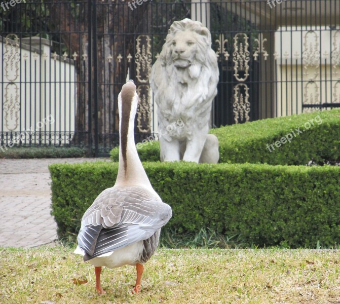 Goose Domestic Swan Lion Stone Conversation