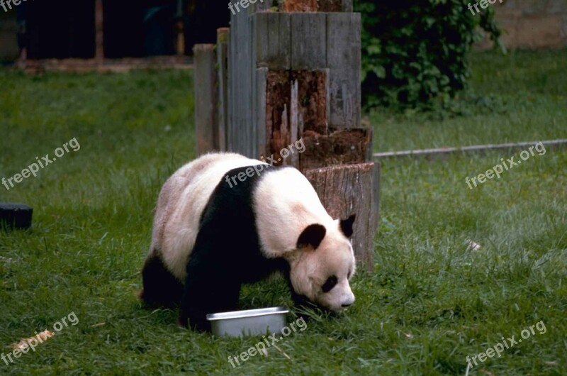 Panda Bear Wildlife Zoo Cute