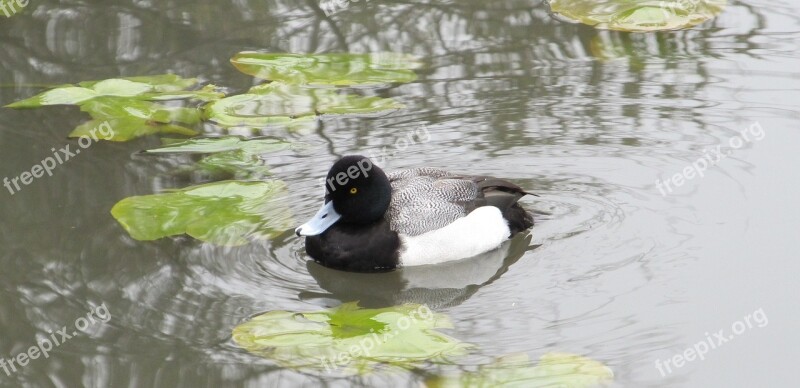 Duck Scaup Lesser Swimming Waterfowl