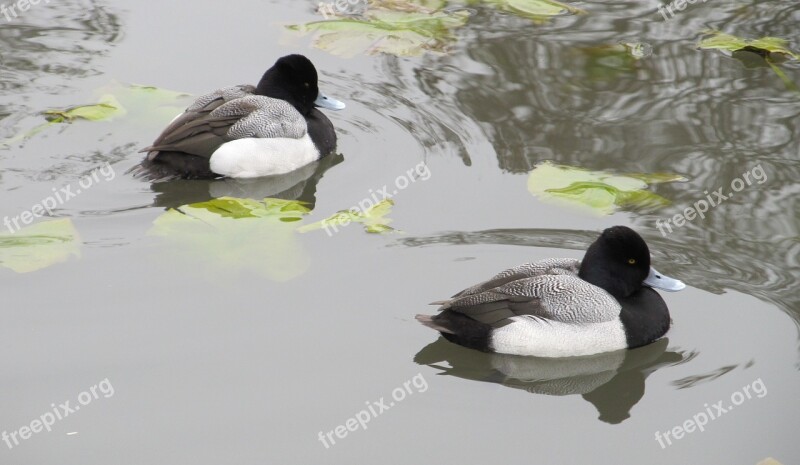 Ducks Scaup Lesser Waterfowl Wildlife