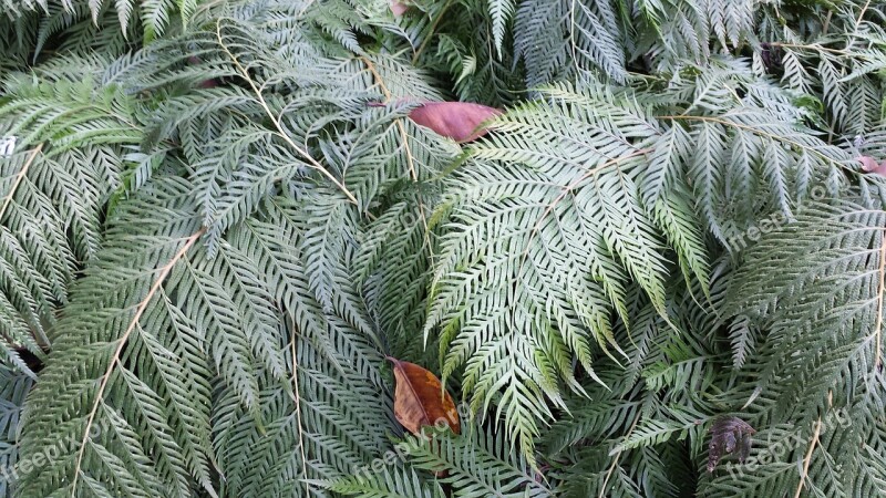 Fern Green Leaf Flora Plant