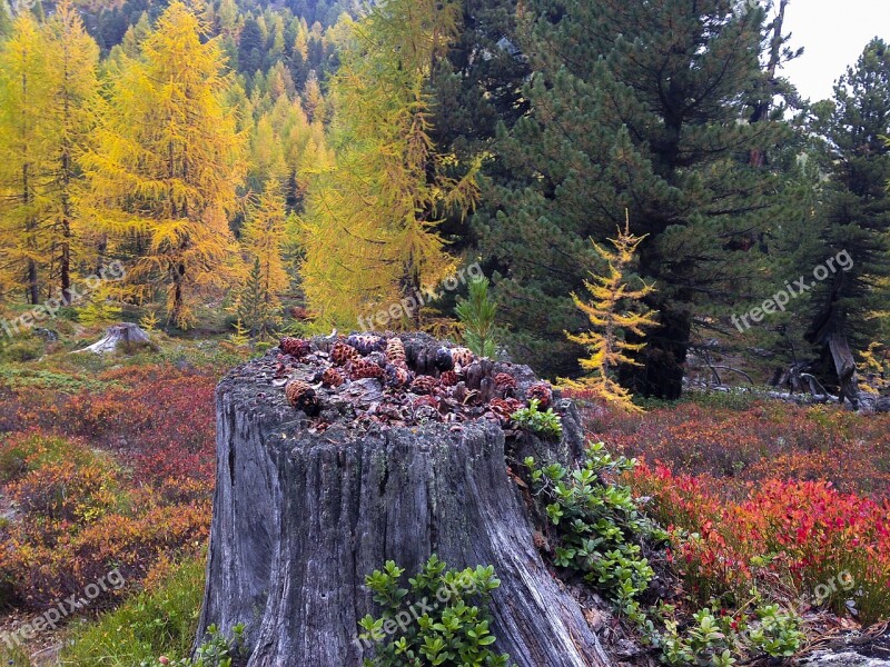 Autumn Autumn Colours South Tyrol Yellow Brown