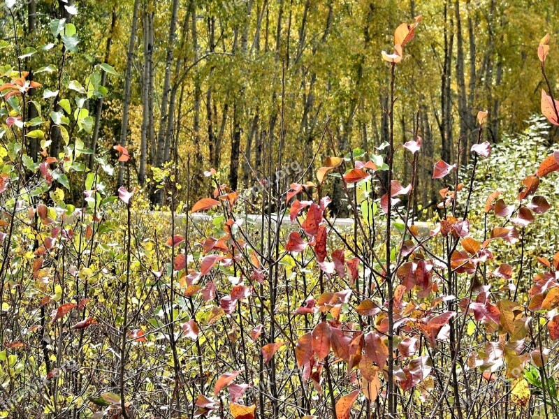 Autumn Leaves Colours Ontario Canada