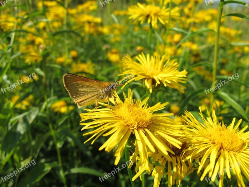 Flower Butterfly Soumračník Free Photos