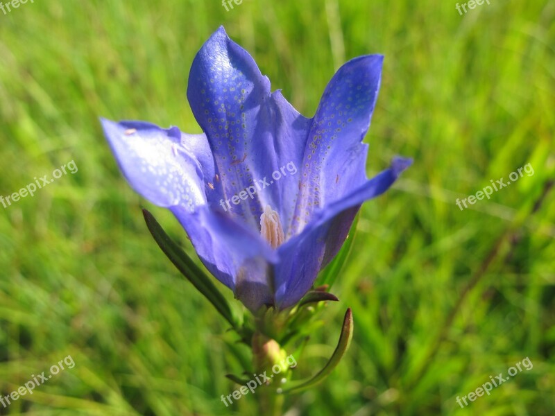 Meadow Gentian Flower Free Photos