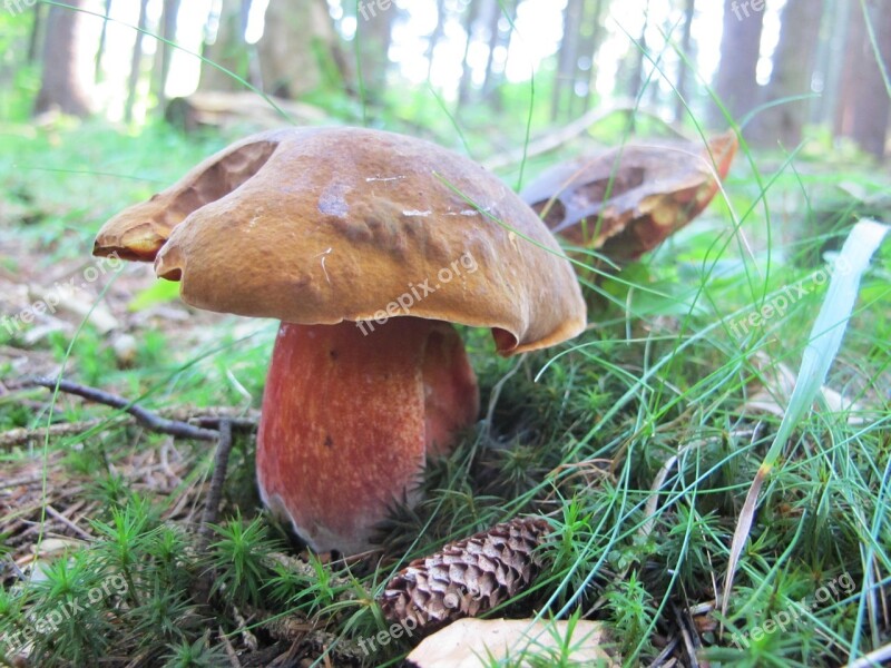 Fungus Boletus Luridiformis Forest Free Photos