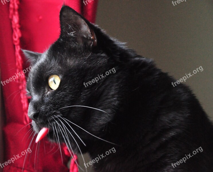 Watch Black Cat Opinion Free Photos