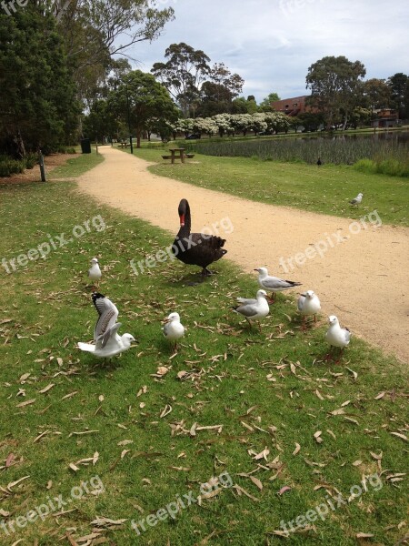 Swan Seagull Nature Feather Lake