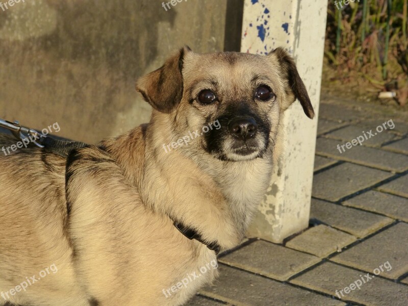 Dog Portrait Pet Face Head