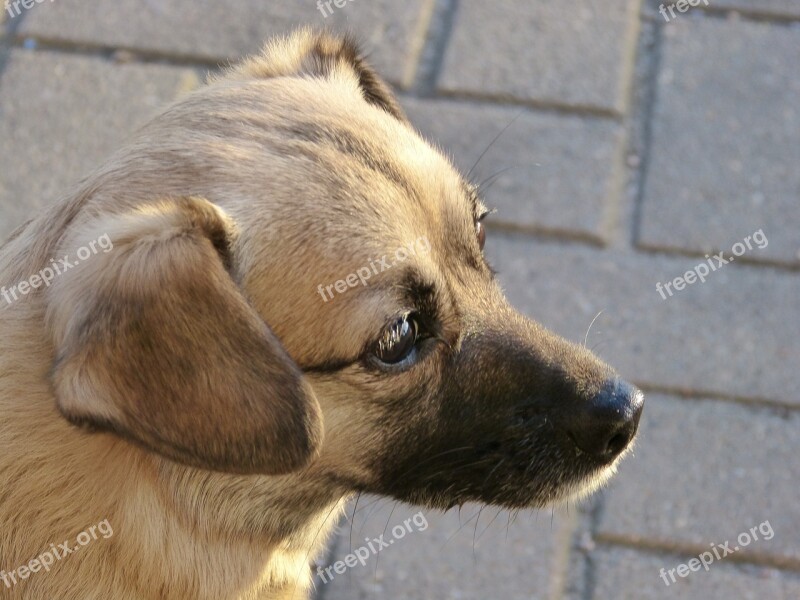 Dog Portrait Pet Face Head