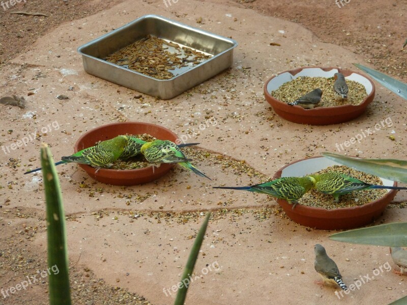 Birds Budgerigars Green Zoo Grains