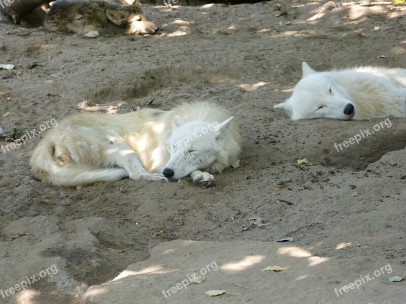 Wolves Canine Carnivores Zoo White