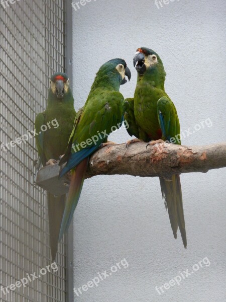 Parrot Ara Zoo Bird Beautiful Bill