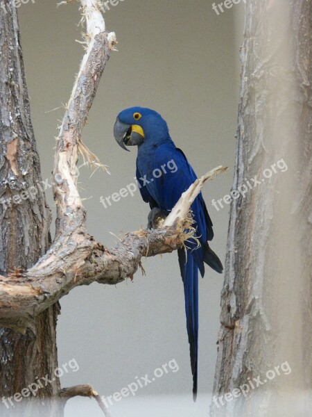 Parrot Zoo Bird Plumage Ara