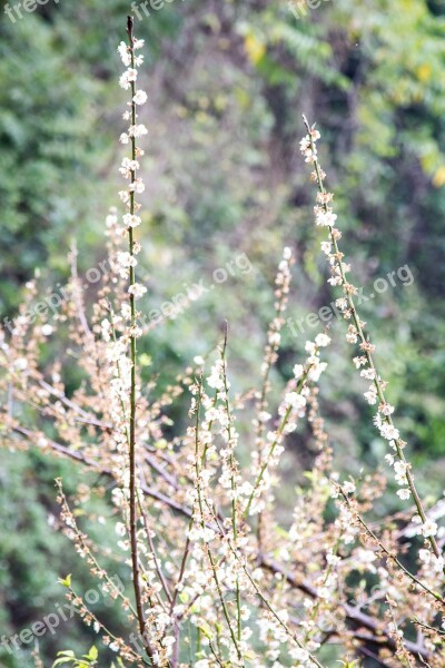 Flower Daisy Blossom Blooming Free Photos