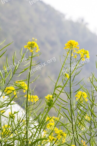 Flower Daisy Blossom Blooming Free Photos