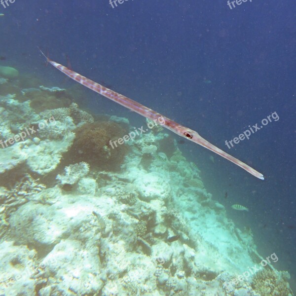 Rod Fishing Maldives Sea Snorkeling Reef