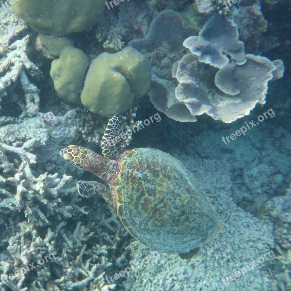 Maldives Water Turtle Paradise Sea Coral Reef