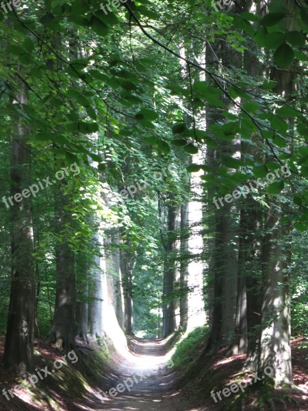 Forest Path Overijse Belgium Free Photos