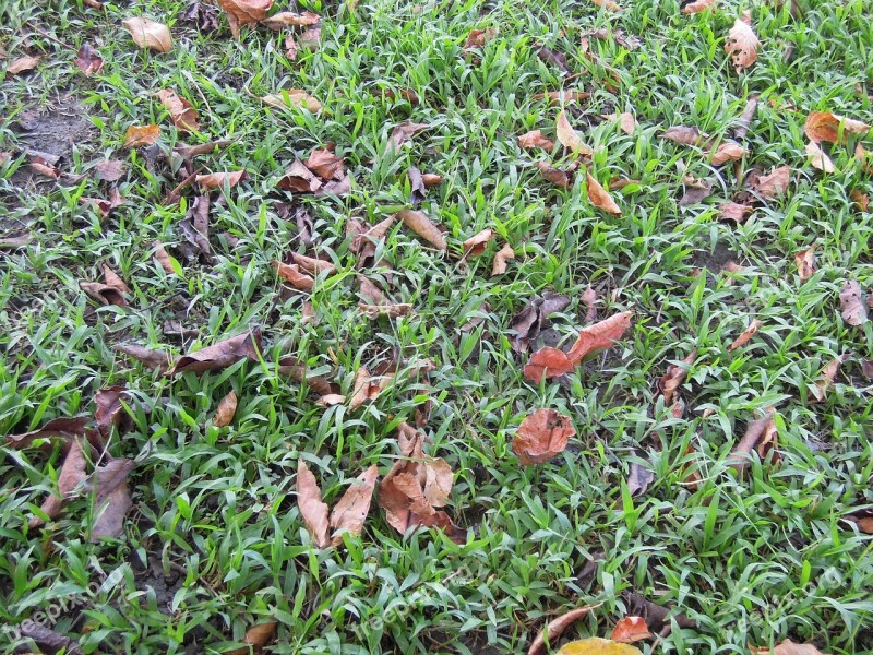 Grassland Dead Leaves Be Quiet The Grass Leaves