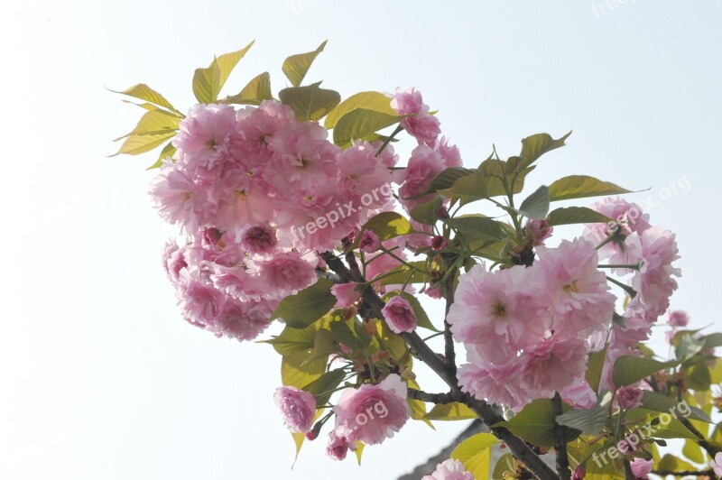 Spring Begonia Ching Ming Malus Spectabilis Flowering