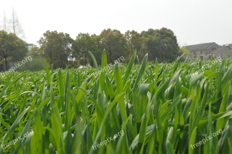 In Wheat Field Wheat The Seedling Spring Home