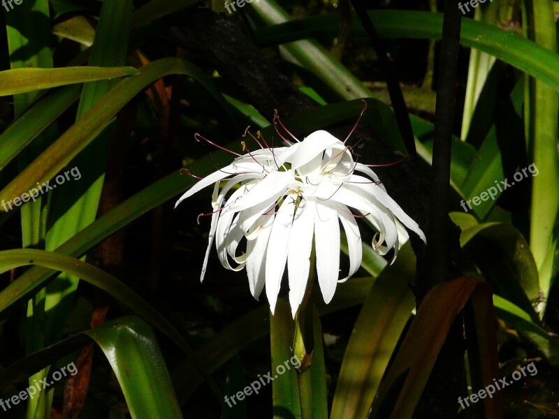 Swamp Flower Florida Flower Large White Flower Free Photos