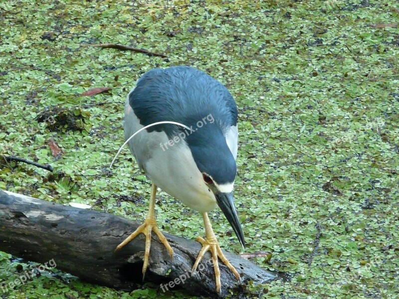 Black Crowned Night Heron Heron Florida Bird Free Photos