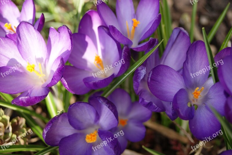 Flower Crocus Spring Blossom Bloom