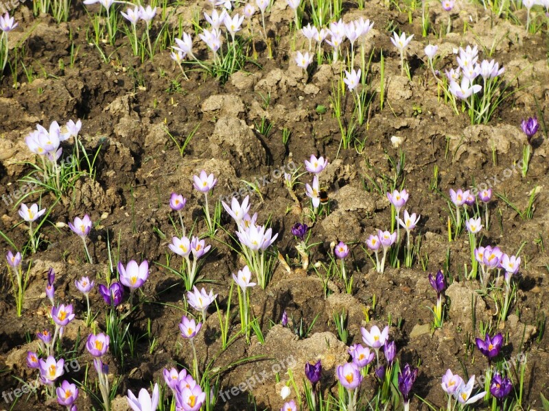 Spring Spring Flower Crocus Free Photos