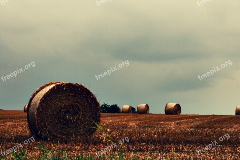 Land Hay Hay Bales Bale Harvest