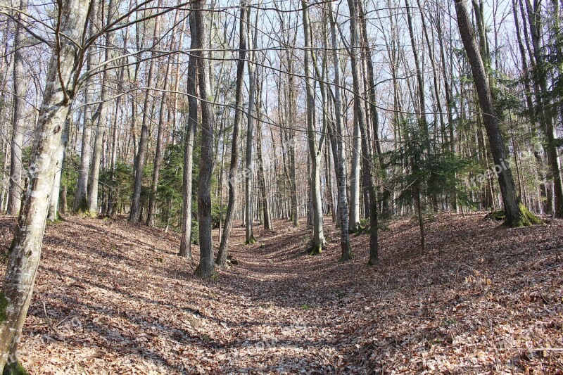 Forest Trees Autumn Forest Landscape Free Photos