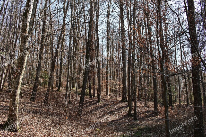 Forest Trees Autumn Forest Landscape Free Photos