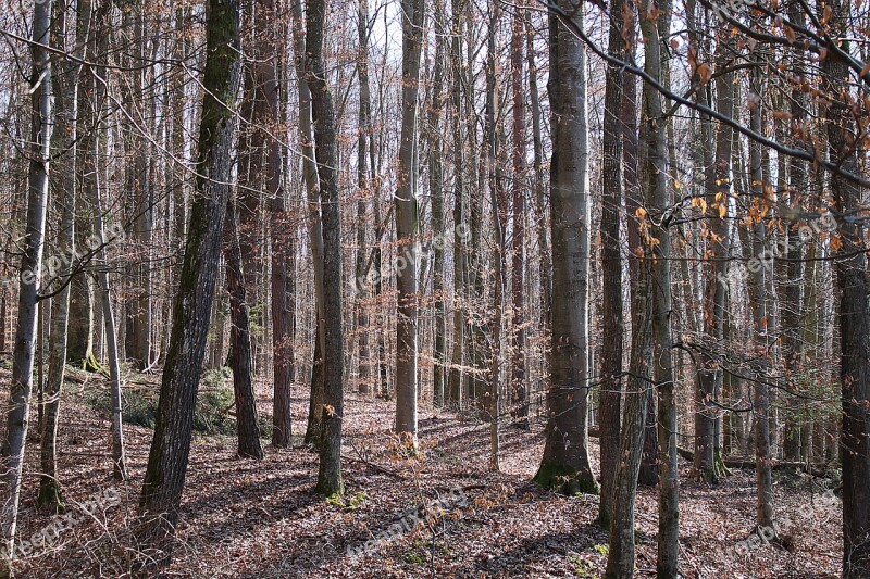 Forest Trees Autumn Forest Landscape Free Photos