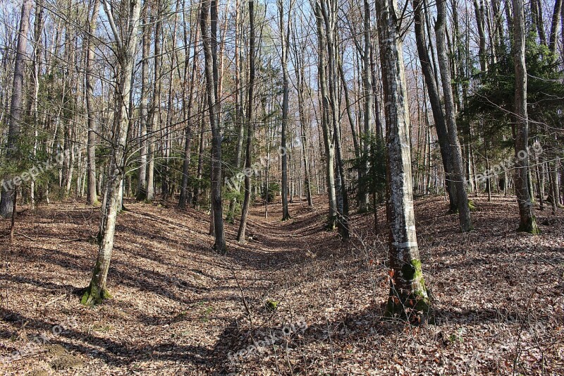 Forest Trees Autumn Forest Landscape Free Photos