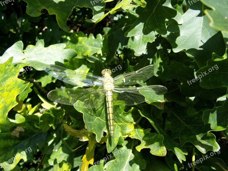 Dragonfly Insect Nature Macro Free Photos