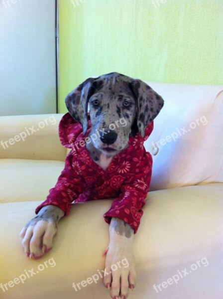 Great Danes Dog Pet Merle Free Photos