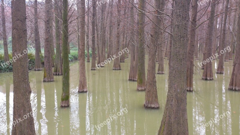 Water Fir Lake The Outskirts Free Photos