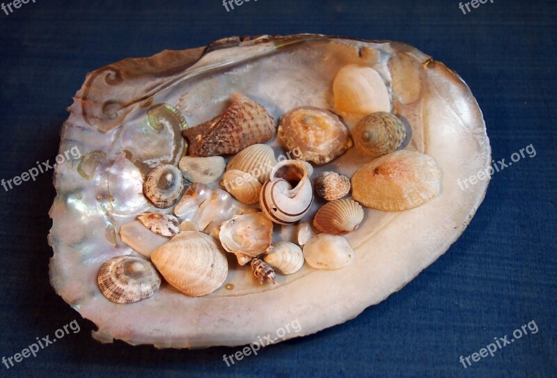 Mussels Flotsam Mother Of Pearl Deco Summer