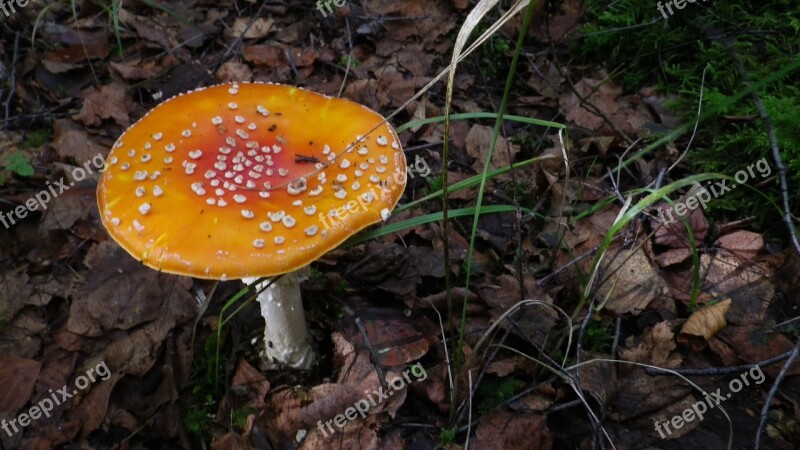 Forest Mushrooms Moss Fliegenpilz Free Photos