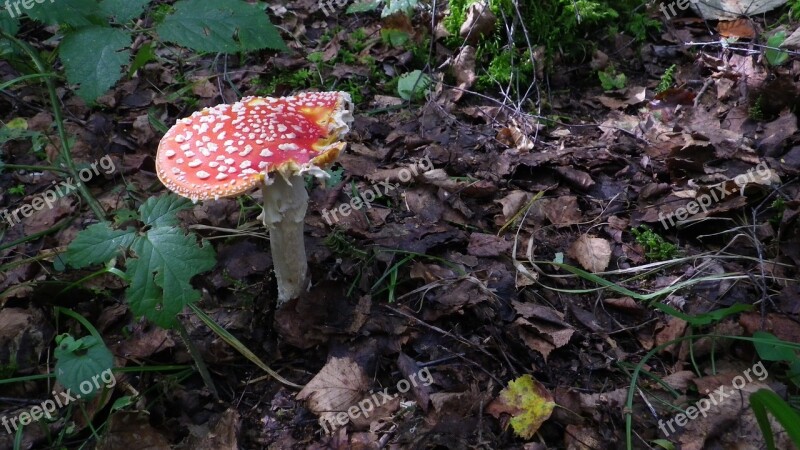 Forest Mushrooms Moss Fliegenpilz Free Photos