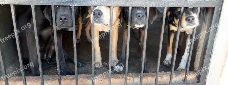 Dogs Cage Sad Pound Free Photos