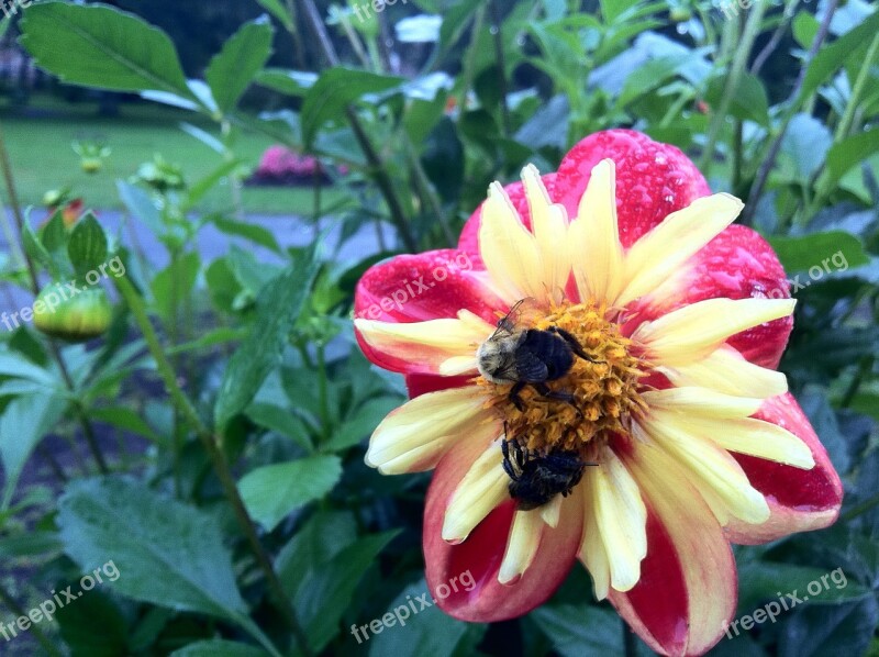 Bumble Bee Flower Garden Free Photos