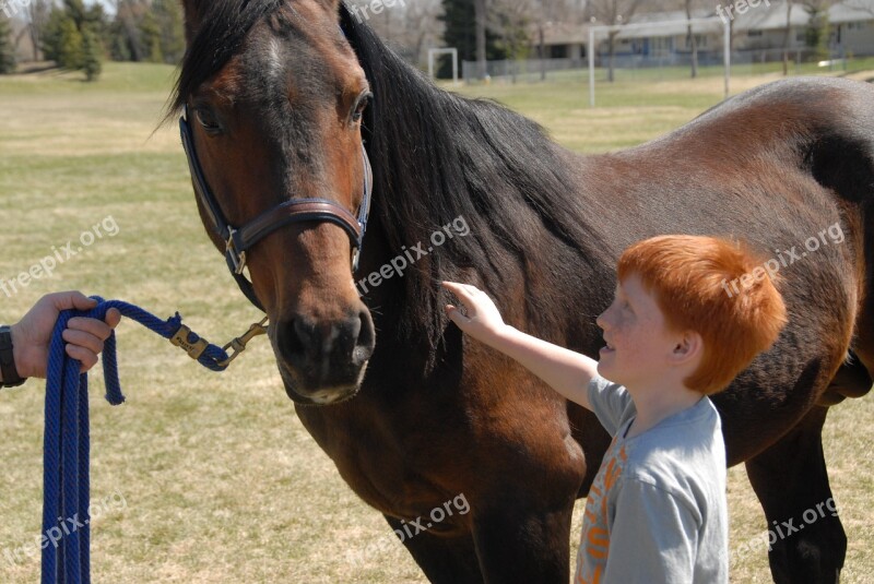 Arabian Horse Child Education Animal People