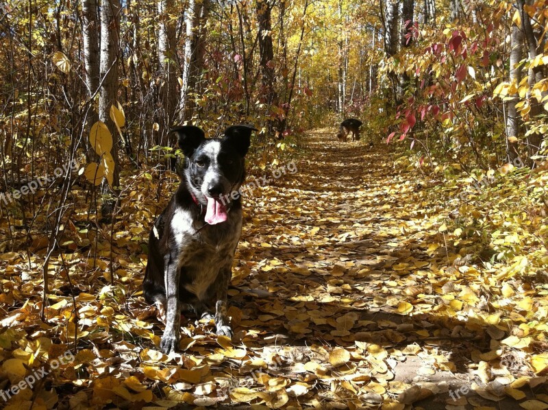 Fall Autumn Dog Leaves Park