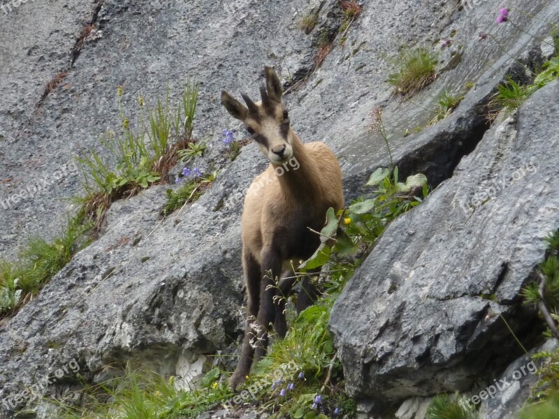 Chamois Mountains Alpine Wild Animal Gams