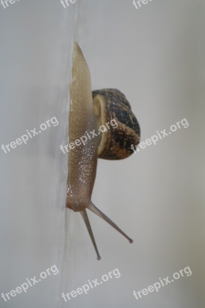 Snail Slug Crawl Pest Garden