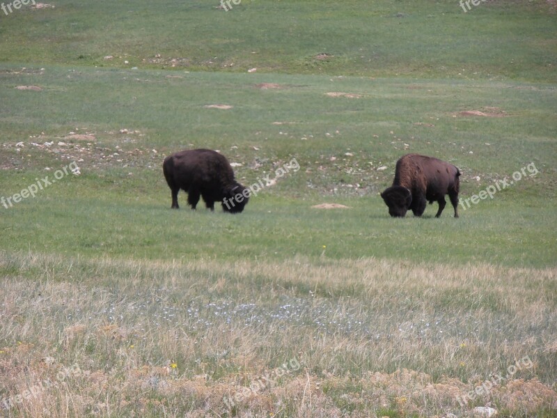 Wyoming Buffalo Bison Free Photos