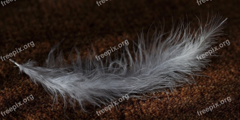 Feather Animal Springs Bird Feather White Tender